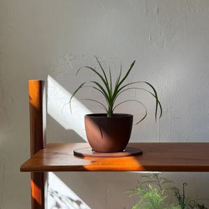 덕구리난 (Brown stich)  독구리난 빈티지팟 인테리어식물 집들이선물