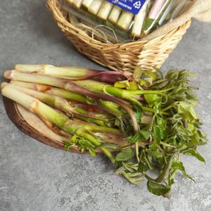 여수 향좋은 제철 땅두릅 500g