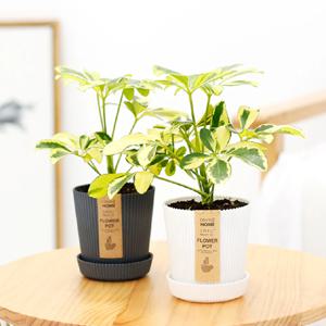 칼라홍콩야자_골지화분 실내공기정화식물 소형식물