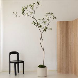 리얼수목 파키라 제작 조화나무