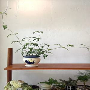 학자스민 (Tropical) 빈티지팟 인테리어식물 집들이선물