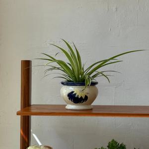 나비란 (Tropical) 빈티지팟 인테리어식물 집들이선물