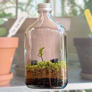 밀크티 이끼 테라리움 키트 DIY 이끼테라리움