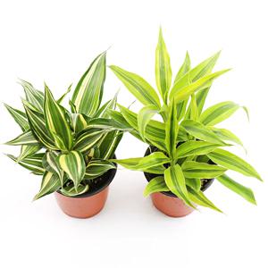 빅토리아 빅토리아골드 공기정화식물