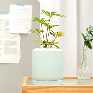 칼라 홍콩야자 set 민트골지화분 실내공기정화식물 소형화분