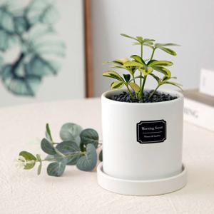 칼라홍콩야자_무광 원형 화분 실내공기정화식물 소형식물