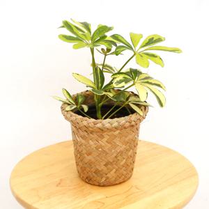 칼라홍콩야자 라탄커버분 관엽식물 실내공기정화식물 소형식물