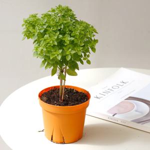 바질트리 허브 소형기본포트 향기나는 나무