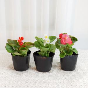 베고니아 2개세트 사철 초화베고니아 화단 정원 실외 꽃식물 꽃베고니아