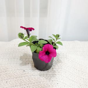 사피니아 2개 세트 야생화 초화 꽃모종 페츄니아 페튜니아