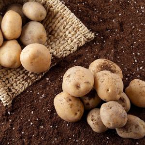 산지직송 26년 햇 수미감자 3kg 5kg 10kg