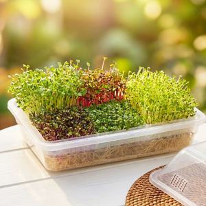 6칸 대형 새싹 수경 재배기 새싹채소 키우기 무순 브로콜리 씨앗