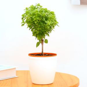 바질트리 허브 소형 화이트 커버분