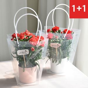 [1+1]가정의달 카네이션 생화 화분 어버이날선물 스승의날선물 꽃선물