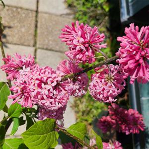 프레스토니아 향기라일락 4종 택1 라일락나무