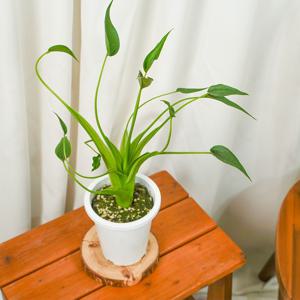 알로카시아 타이니댄서 미니중품 관엽식물 공기정화 개업식물 카페