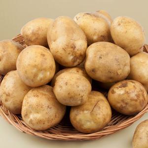 국내산 26년 햇 설봉감자 1.5kg/ 3kg/ 5kg