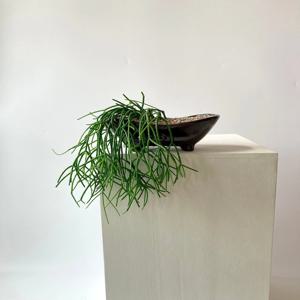 실내 인테리어 키우기 쉬운 선인장 립살리스