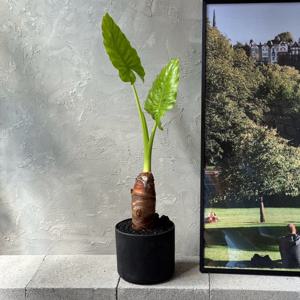 알로카시아 오도라 집들이 실내용화분 공기정화식물 개업 거실화분