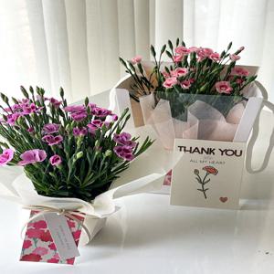 카네이션화분 어버이날 스승의날 선물세트 생화카네이션 꽃화분