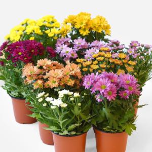 스위프티 국화 소형 다년초 야생화 인테리어 꽃모종