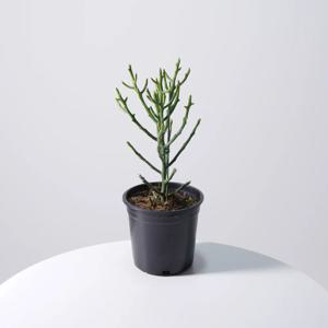 유포르비아 알루아우디 중품 키우기쉬운 실내공기정화식물 인테리어식물 모종