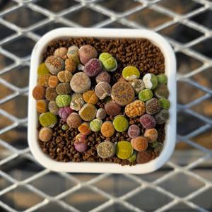 리톱스 뉴믹스 1년생미만 모듬 1포트 다육 다육이 식물 화분 키우기 아프리카