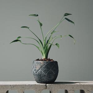 알로카시아 타이니댄서 에이지팟