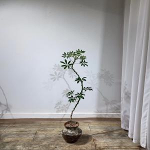 쉐프렐라(빈티지토분) 홍콩야자 개업선물 승진화분 인테리어 식물 부산/경남지역