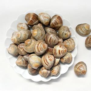 조개의여왕 제철 백합조개 1kg