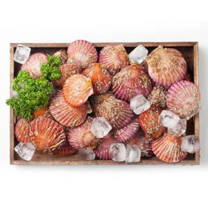 산지직송 국내산 홍가리비 1kg