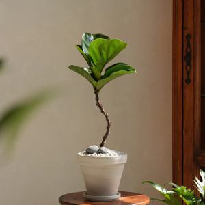 떡갈고무나무 S수형 음지 키우기쉬운식물 감성화분