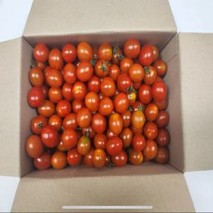 국내산  대추방울토마토 2kg