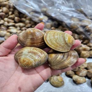 해감 백합조개 3kg 60미 (상합,생합,백생합)