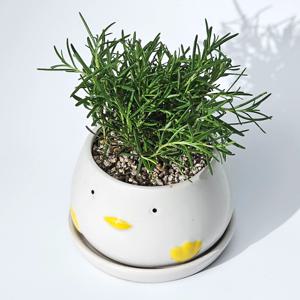 아기오리화분 완제품 로즈마리 식용허브 집중력 향상 허브키우기