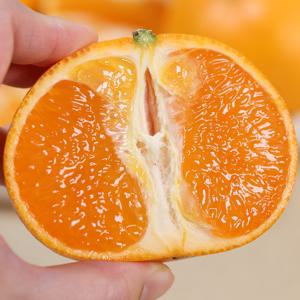 [착한소비] 고당도 제주 꼬마 천혜향 4.5kg / 작지만 맛있다 한라봉까지