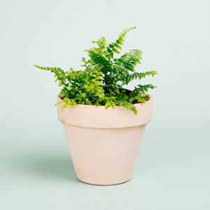 보스턴고사리_이태리토분 바소 인테리어식물 실내공기정화식물