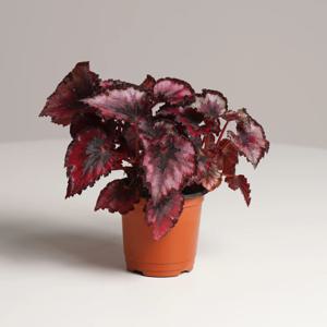 베고니아 잉카나이트 키우기쉬운 실내공기정화식물 인테리어식물 소형 모종