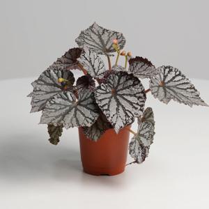 렉스 베고니아 키우기쉬운 실내공기정화식물 인테리어식물 소형 모종