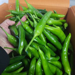 아삭이고추 500g