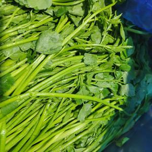 돌미나리 특 500g