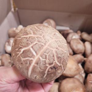 생표고버섯 특 500g