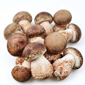 국내산 송화버섯 생버섯 고급 식재료 쫄깃한 버섯 중품 상품 500g 1kg