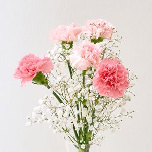 핑크 카네이션 5송이 안개꽃 생화 어버이날 꽃다발 특상품 등급