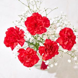 레드 카네이션 5송이 안개꽃 생화 어버이날 꽃다발 특상품 등급