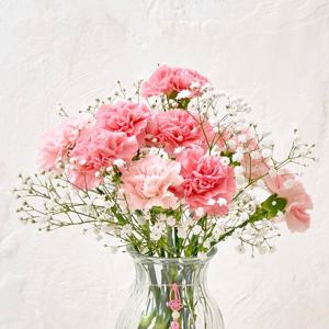 핑크 카네이션 10송이 안개꽃 생화 어버이날 꽃다발 특상품 등급