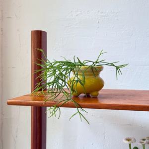 립살리스 폭스테일 카스타 빈티지팟 (Round) 인테리어식물 집들이선물