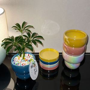 홍콩야자 반짝 pot set / 귀여운화분선물 공기정화식물