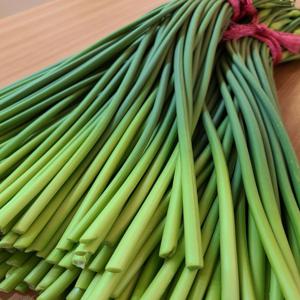 [산지직송] 해풍맞은 부드러운 햇 마늘쫑 1kg / 2kg 상품 특품