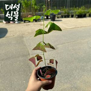 크리스티아 버터플라이 나비플랜트 소형 공기정화식물 플랜테리어 키우기